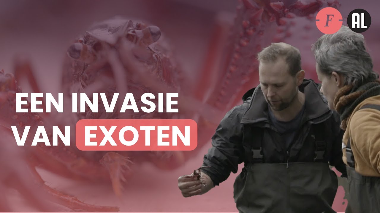De Amerikaanse rivierkreeft: heeft bestrijden zin?