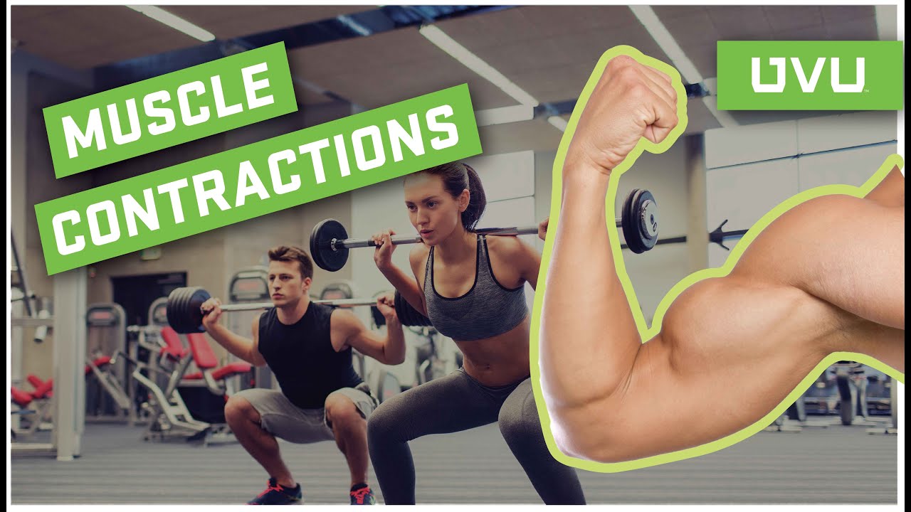 3 Types of Muscle Contractions