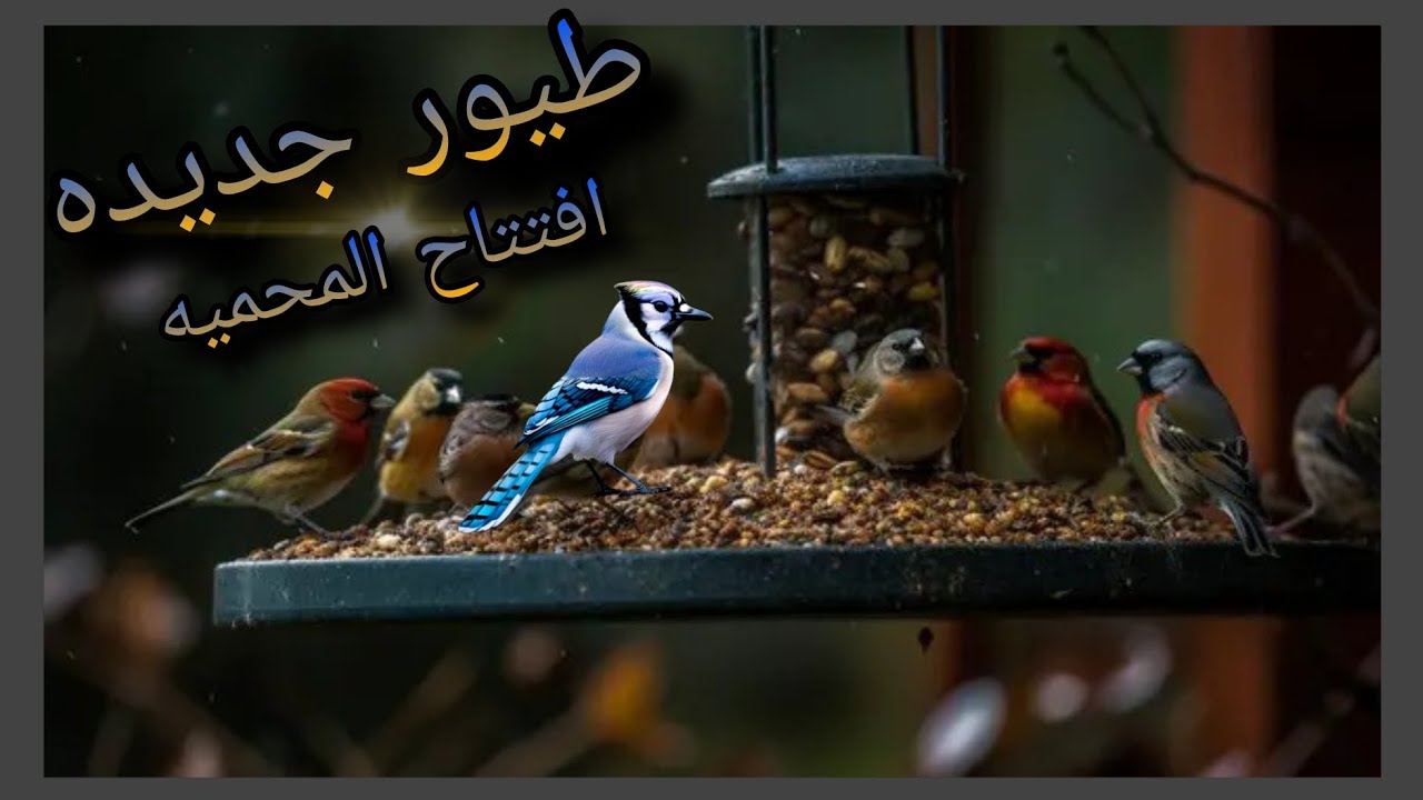 #افتتاح المحميه (هاف اورنج)😍 واشتريت طيور جديده الفناجس العاديه😍؟