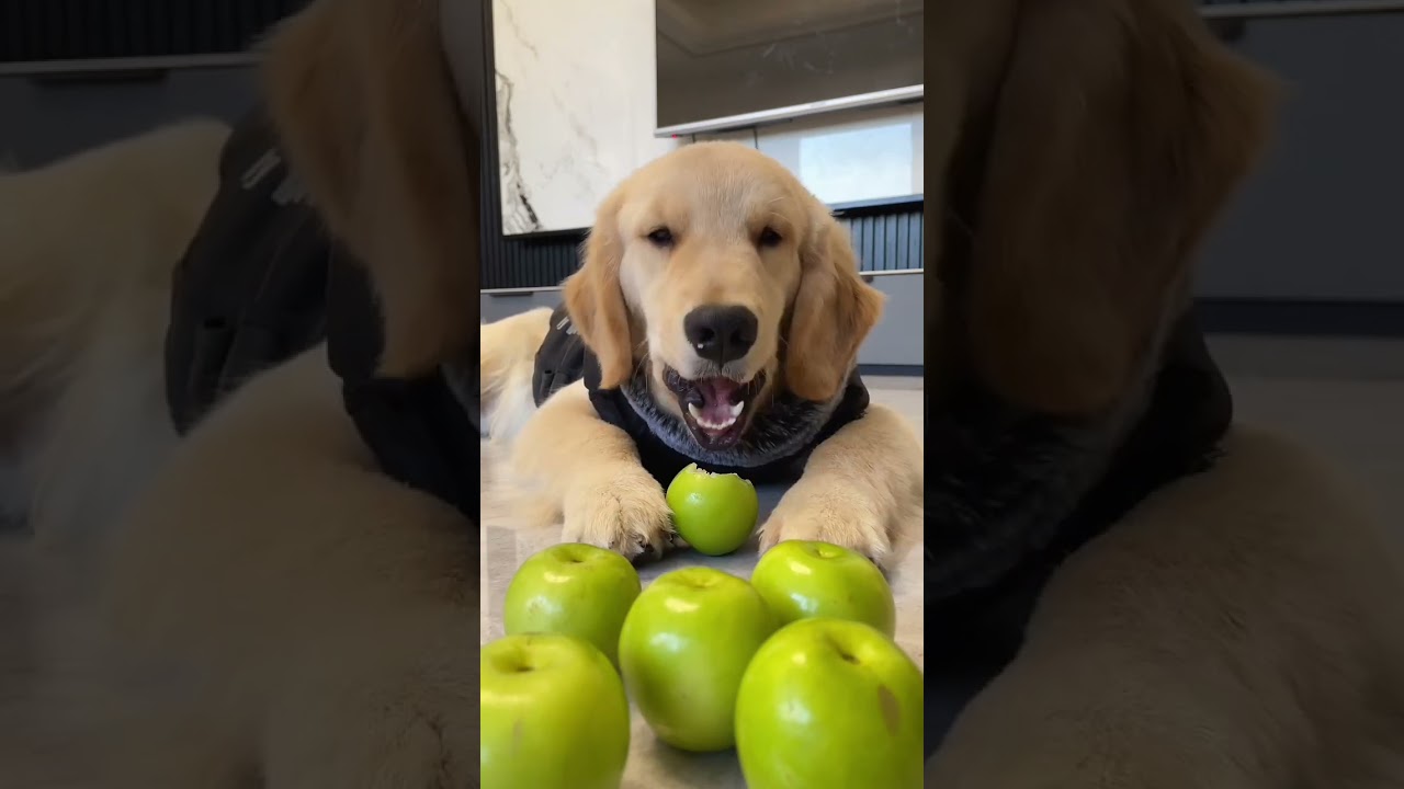 cute dog eating . A beautiful moment #1247 - #shorts