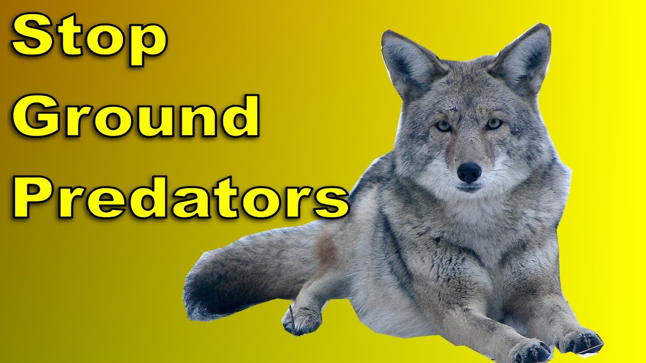HOW TO STOP GROUND PREDATORS - SAVE YOUR CHICKENS