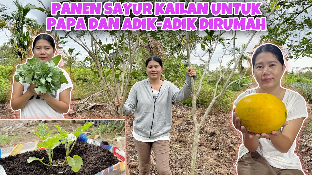 SEMANGKA KUNING, BEGINI CARA KAMI TANAM SEMANGKA DI PEKARANGAN RUMAH