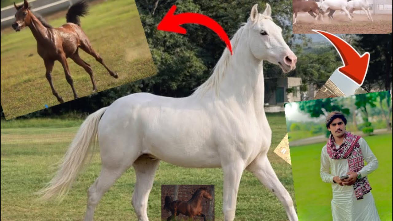 ￼ Arabic Gowda🐴🐴🐎🐎🐎
