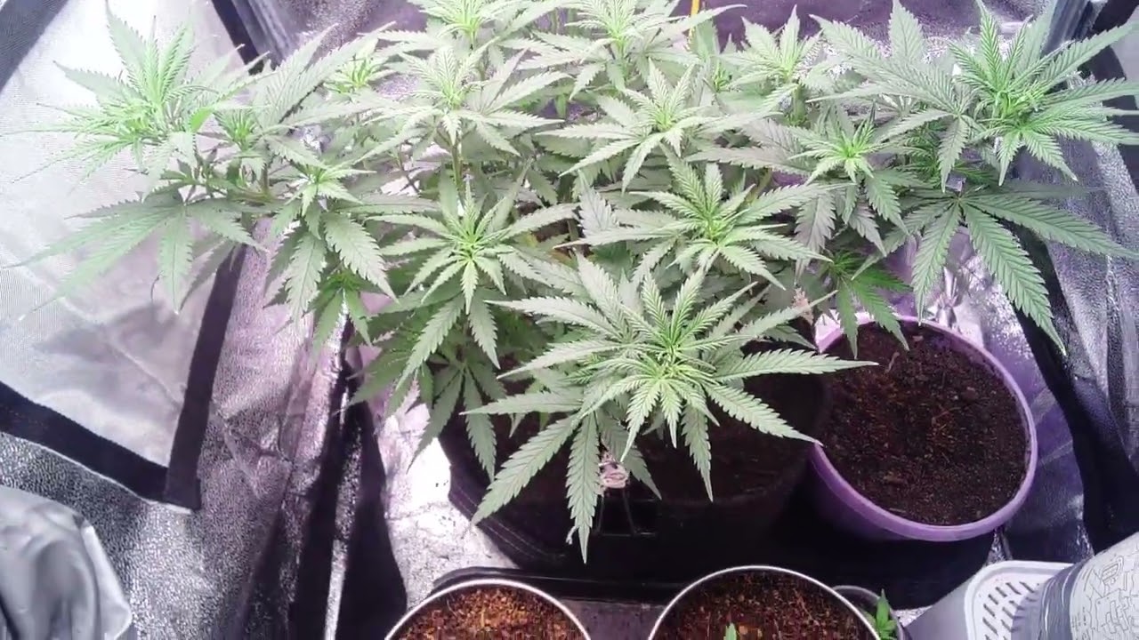 Gelato 44.Tyson 2.0 Thank Youuu @royalqueenseedsglobal🫶😁😍 Week 8 