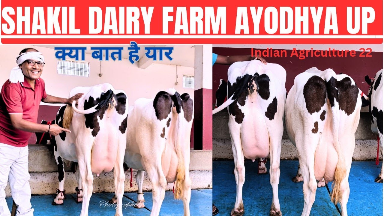 कैसी गाय चाहिए आपको ? आइए ! शकील डेयरी फार्म सोहावल अयोध्या यूपी