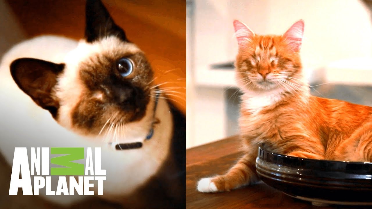 Gatos ciegos encuentran un nuevo hogar | Mi gato endemoniado | Animal Planet