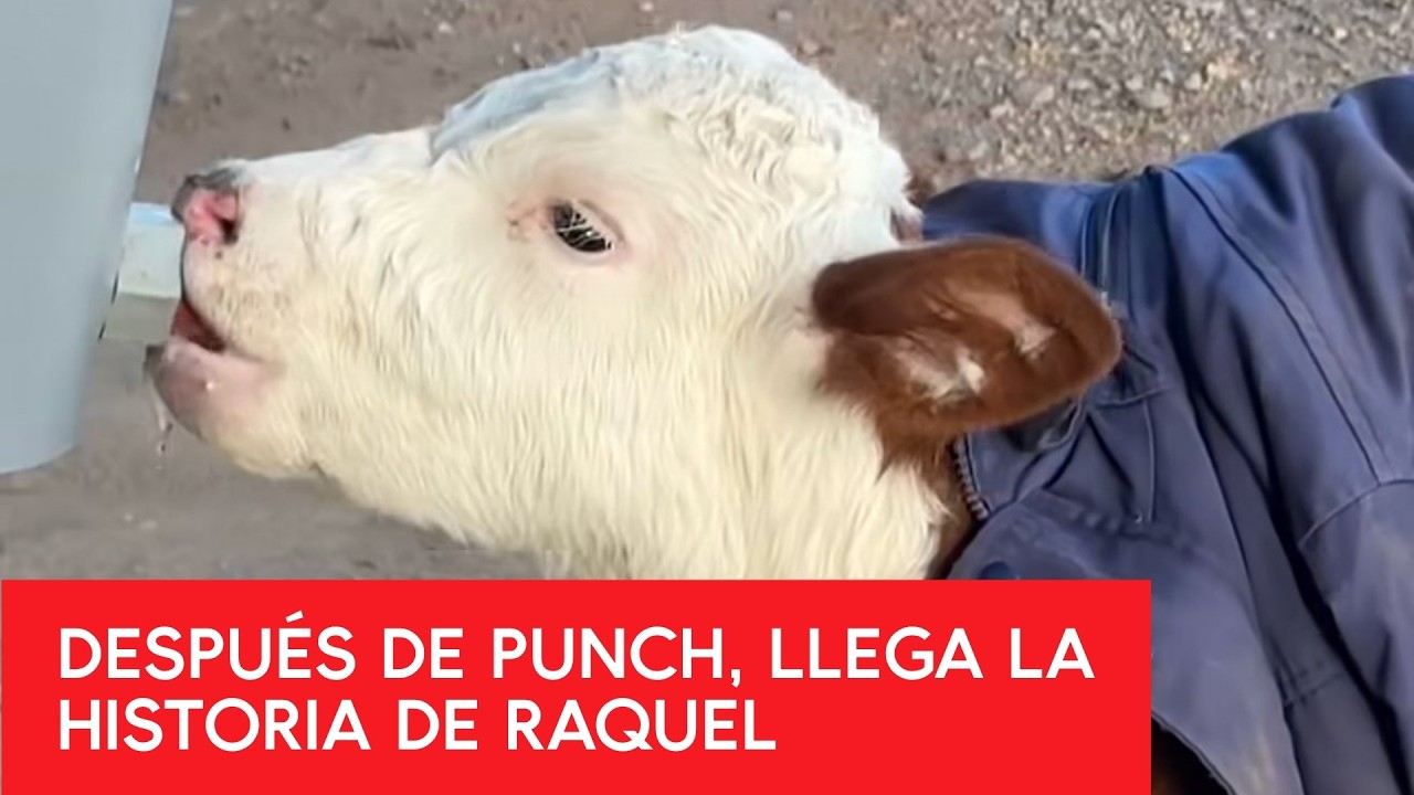 La historia de la TERNERA RAQUEL, que fue RECHAZADA por su MADRE