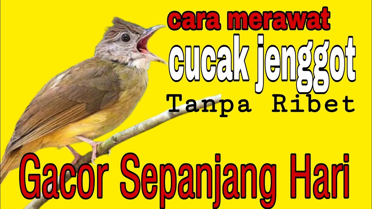 Cara merawat burung cucak jenggot untuk masteran tanpa ribet yang penting gacor