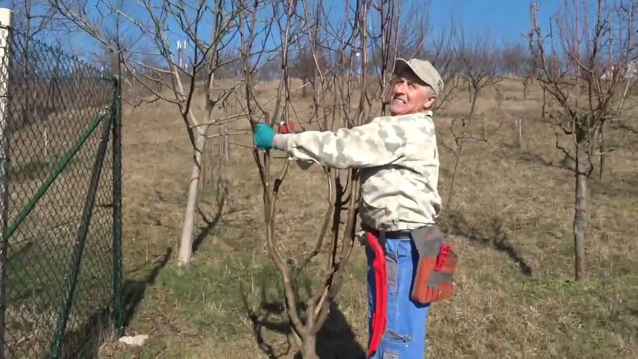 Ai un prun lung, ca o mătură, cu lăstari lacomi?