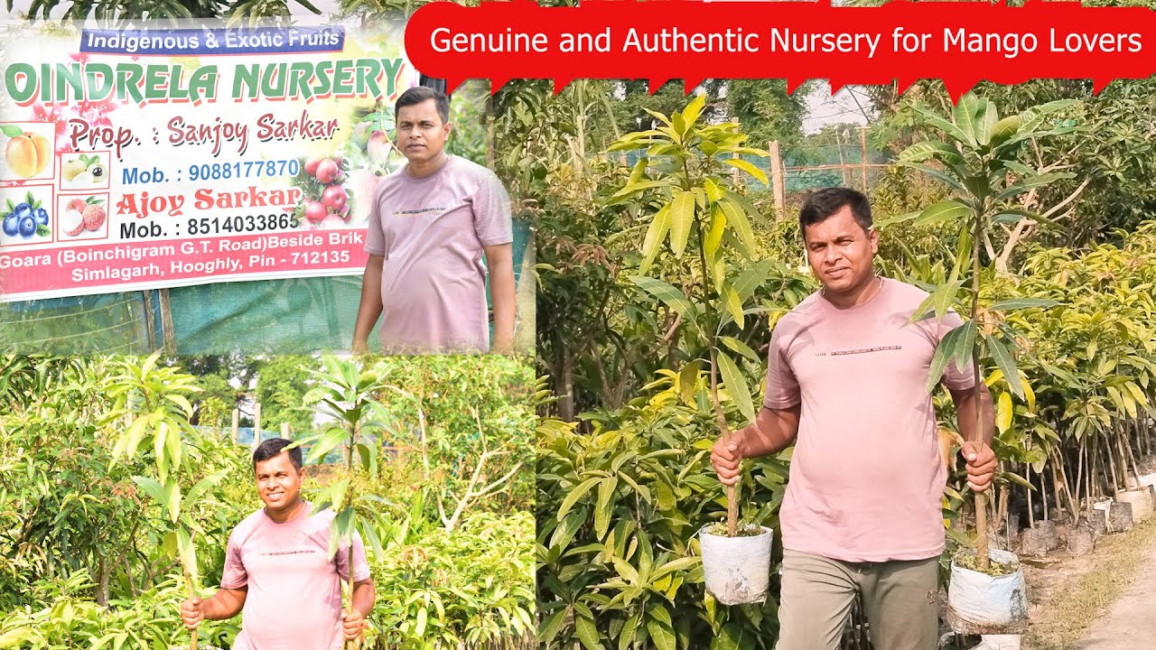 Oindrela Nursery || Genuine and authentic nursery for mango lovers || Indias Farming