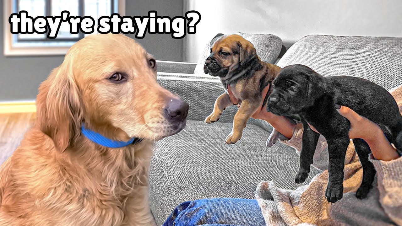 Golden Retriever Meets Tiny Rescues Puppies (First month together)