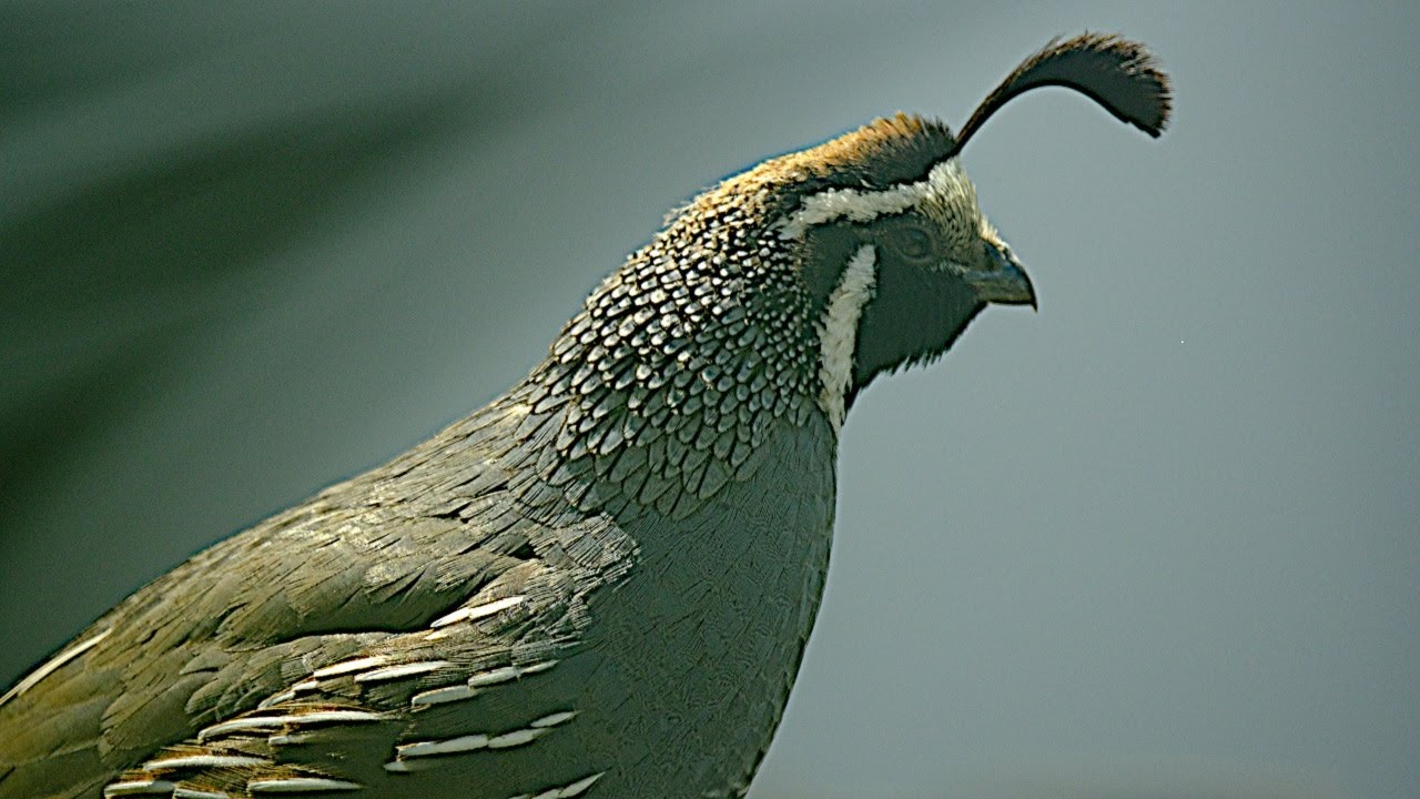California Quail Family Pays a Visit - Part Two