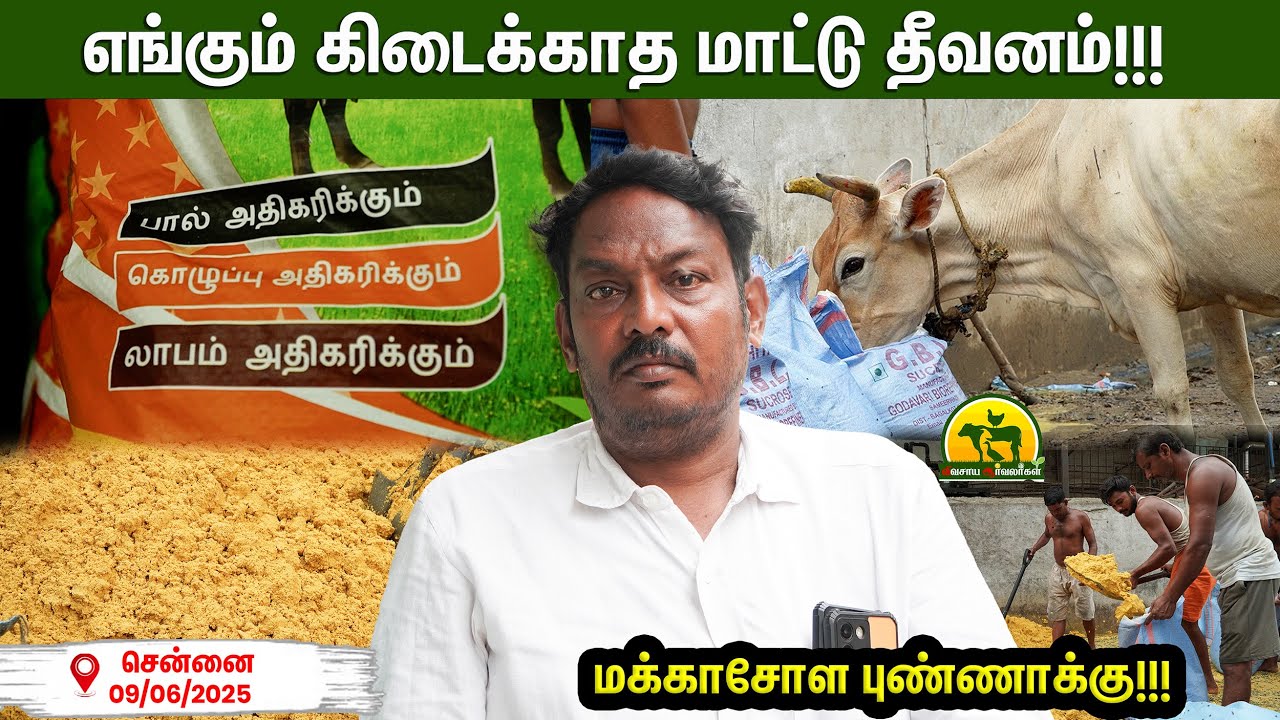 மாடுகளுக்கு சிறந்த தீவனம்! விவசாயிகளுக்கு வருமானம் இரட்டிப்பு! #cattlefarm #agriculture