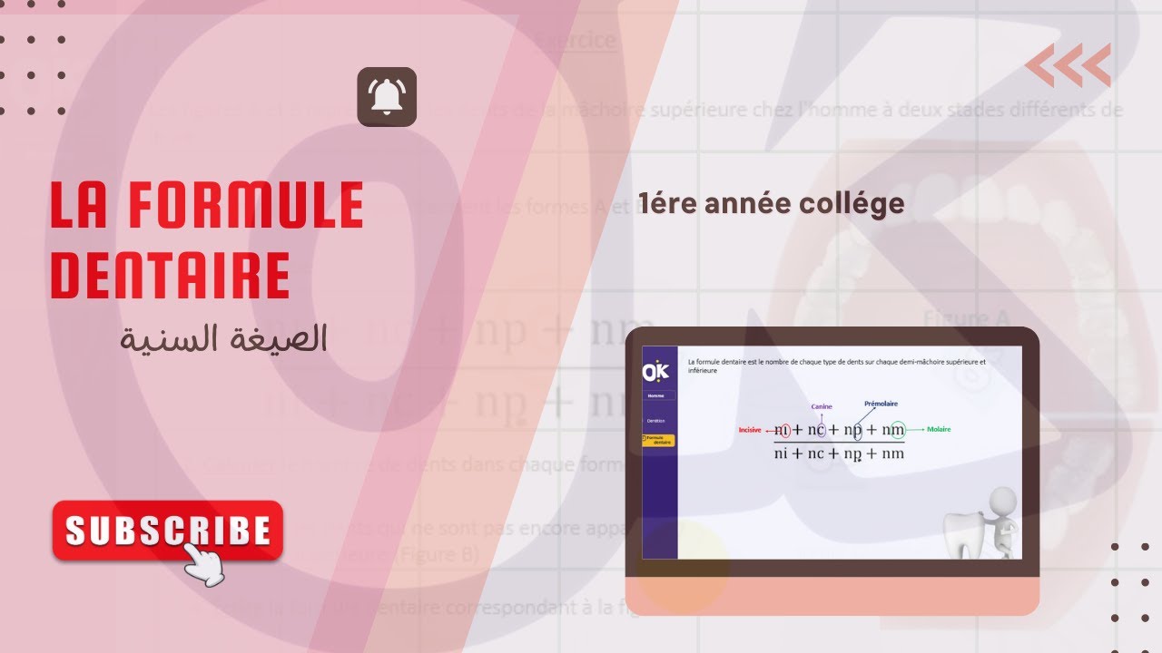 1AC | La formule dentaire  الصيغة السنية