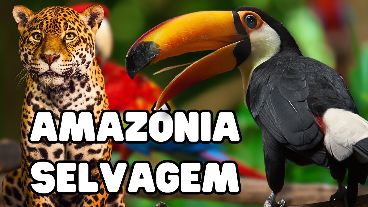 AMAZÔNIA SELVAGEM -  Documentário - ANIMAIS DA AMAZÔNIA - Vida Selvagem