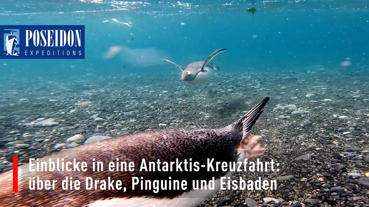 Einblicke in eine Antarktis-Kreuzfahrt: die Drake, Pinguine und Eisbaden