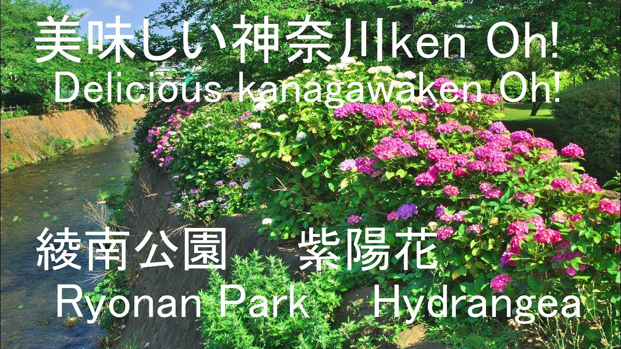 190613美味しい神奈川ken Oh!綾南公園紫陽花