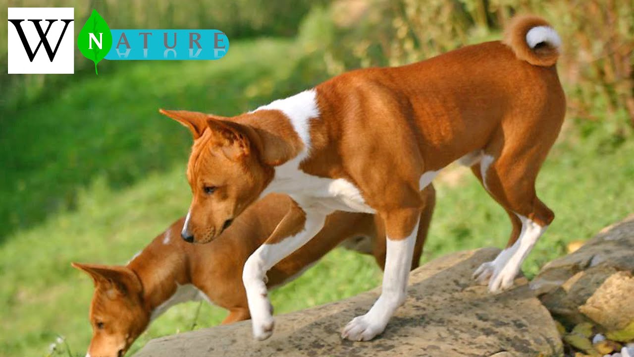 BASENJI | WikiNature 🍃