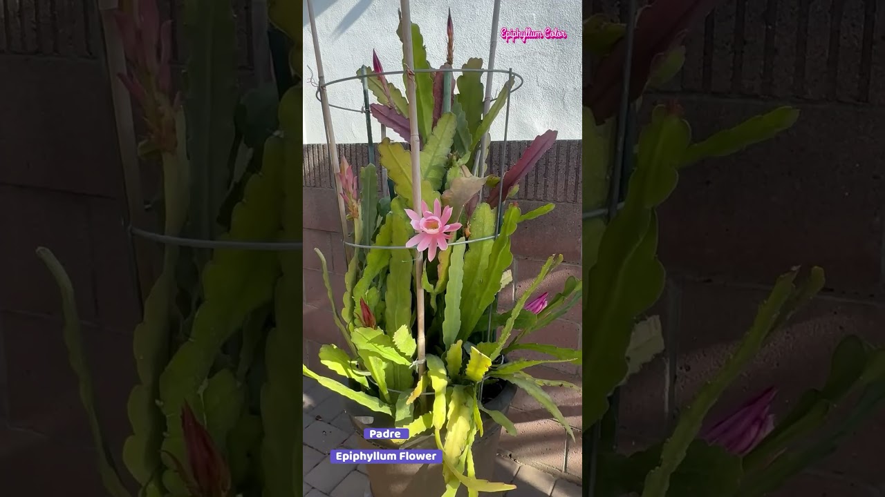 PADRE Epiphyllum Flower
