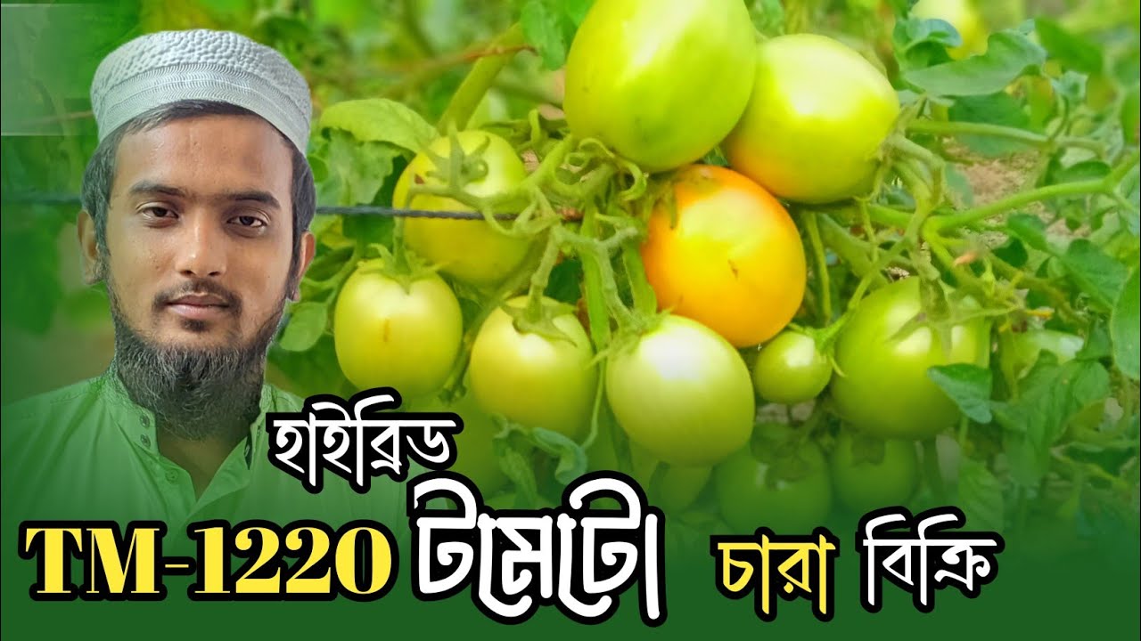 TM1220 টমেটো চারা বিক্রি | বাম্পার ফলন TM1220 Tomato Seedlings for Sale- জামাল উদ্দিন 01784978007