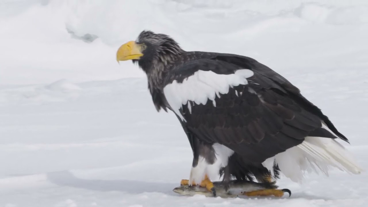 Japan Trip: Sea Eagles in Rausu, Hokkaido, 23 Feb 2023
