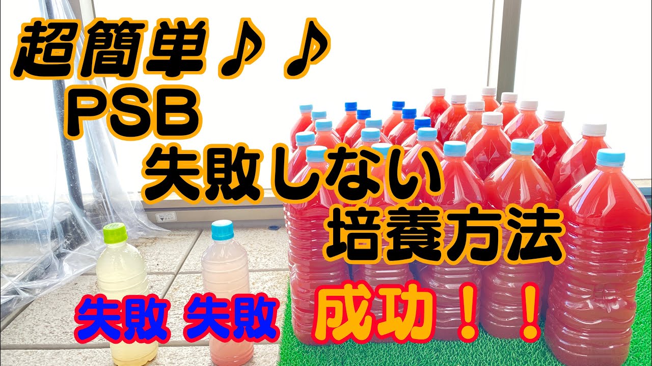 【超簡単】PSB培養に失敗しない方法