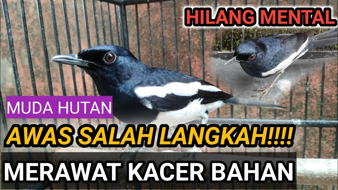 INI DIA!!! CARA MERAWAT KACER BAHAN CEPAT JINAK | KACER GACOR TARUNG NGOTOT