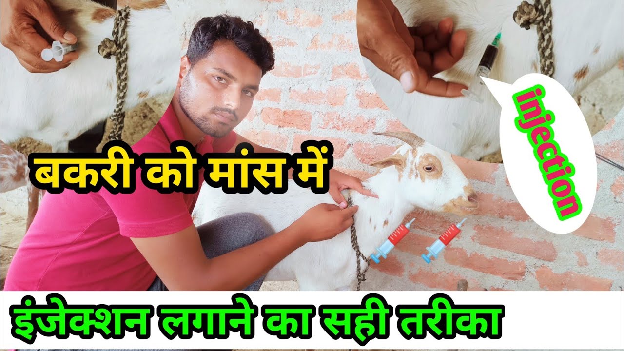 बकरी को मांस में injection कैसे लगाए || intramuscular injection in goat || Goat farming