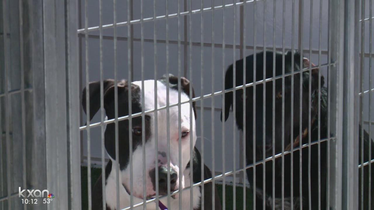 An Investigation into Austin's no-kill shelters