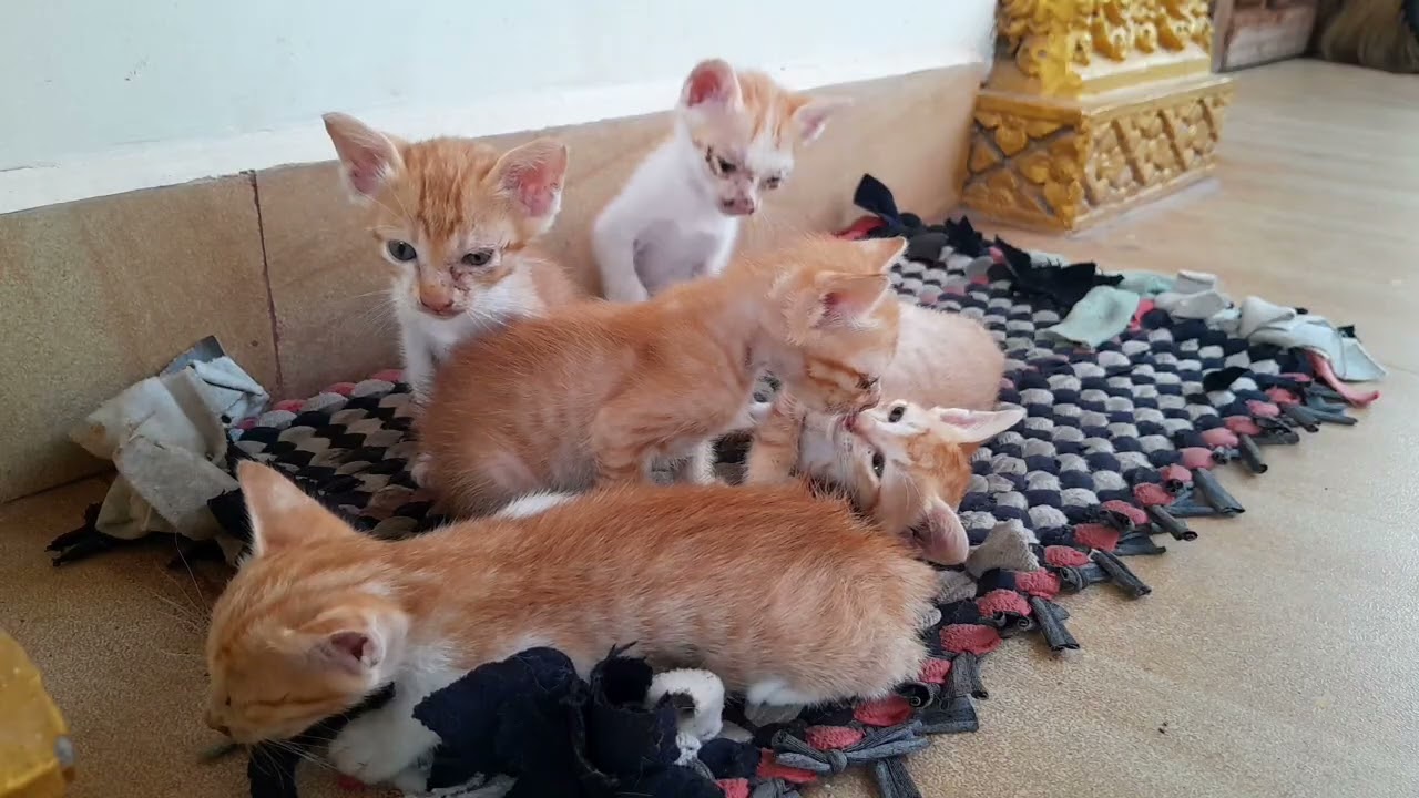 They are so adorable kittens and playing together 