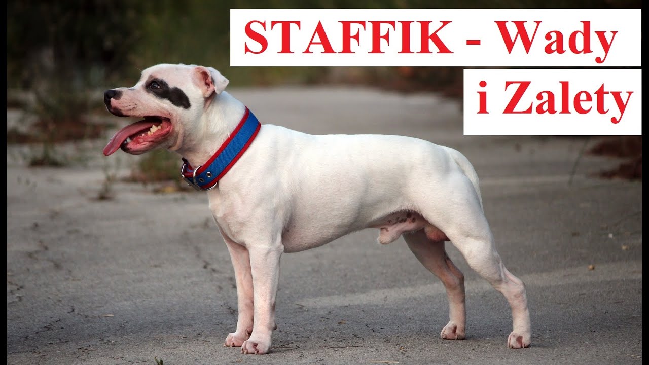 STAFFIK - Wady i Zalety