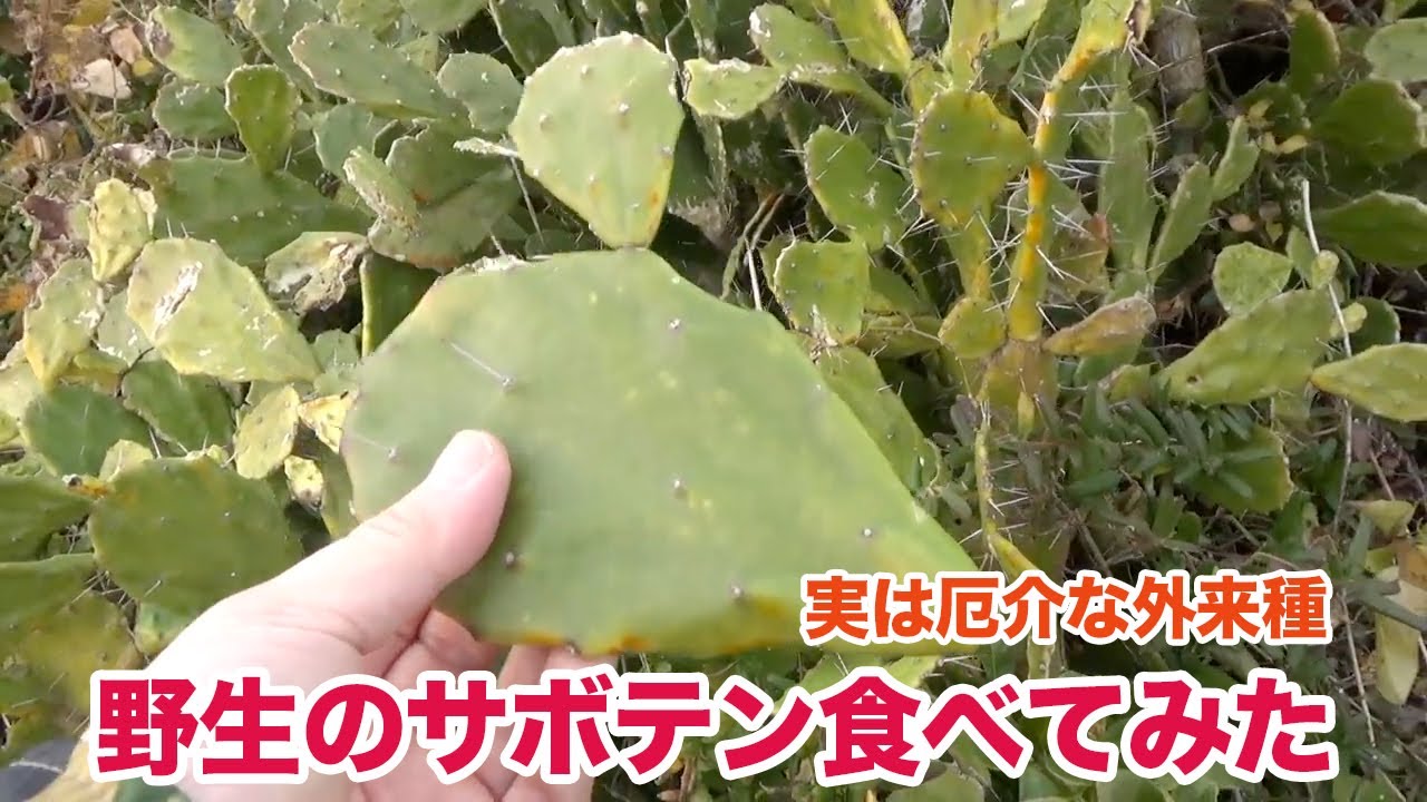 意外と美味！？野生のサボテン食べてみた
