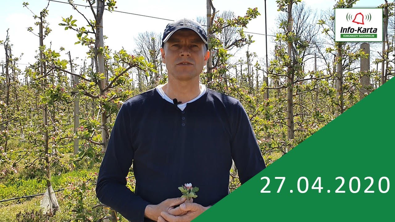 Jabłonie na początku kwitnienia - komunikat sadowniczy Agrosimex