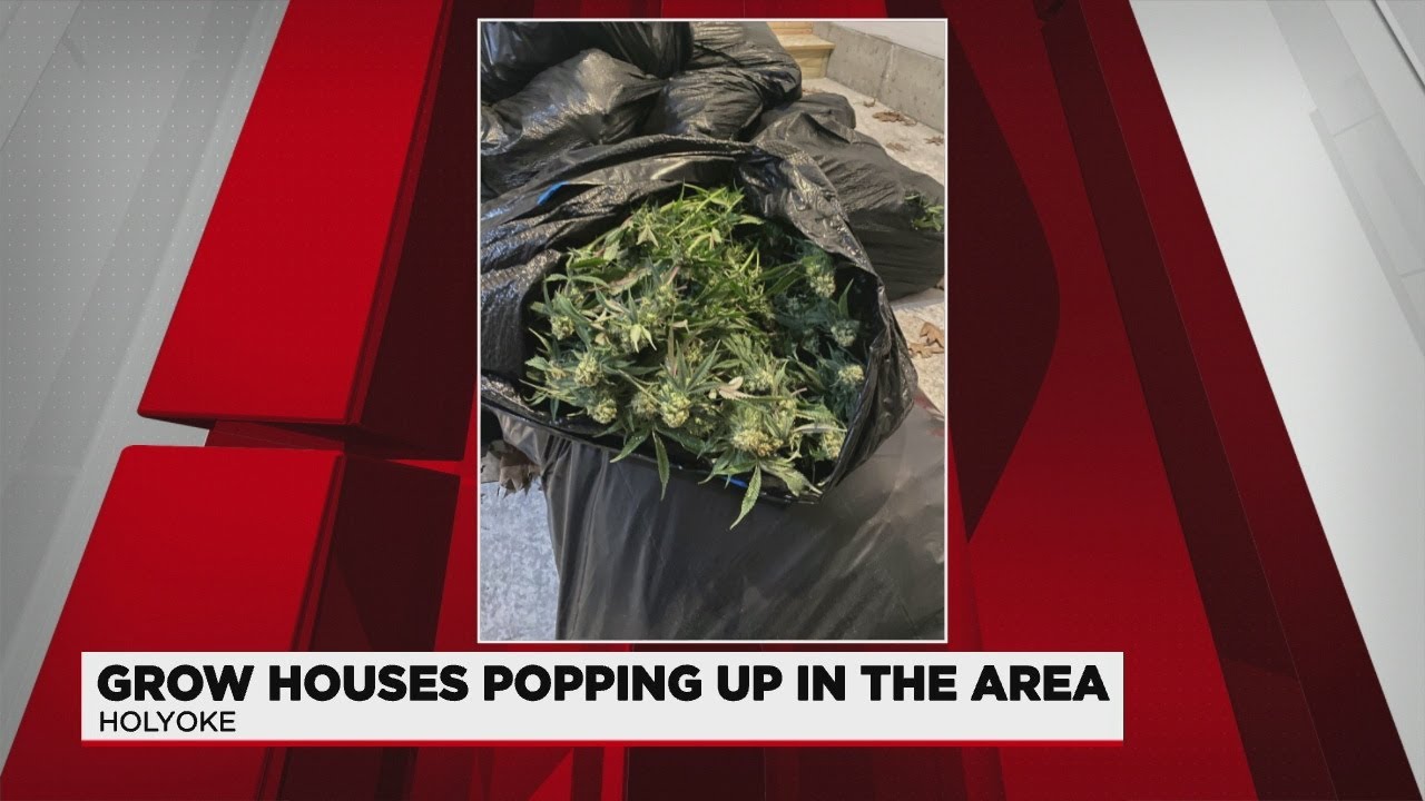 Marijuana grow houses popping up in western Massachusetts