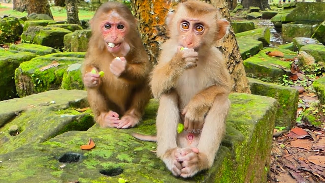 Tinky falls in love with Baila; he tries to follow her all the time. We help feed milk food to them