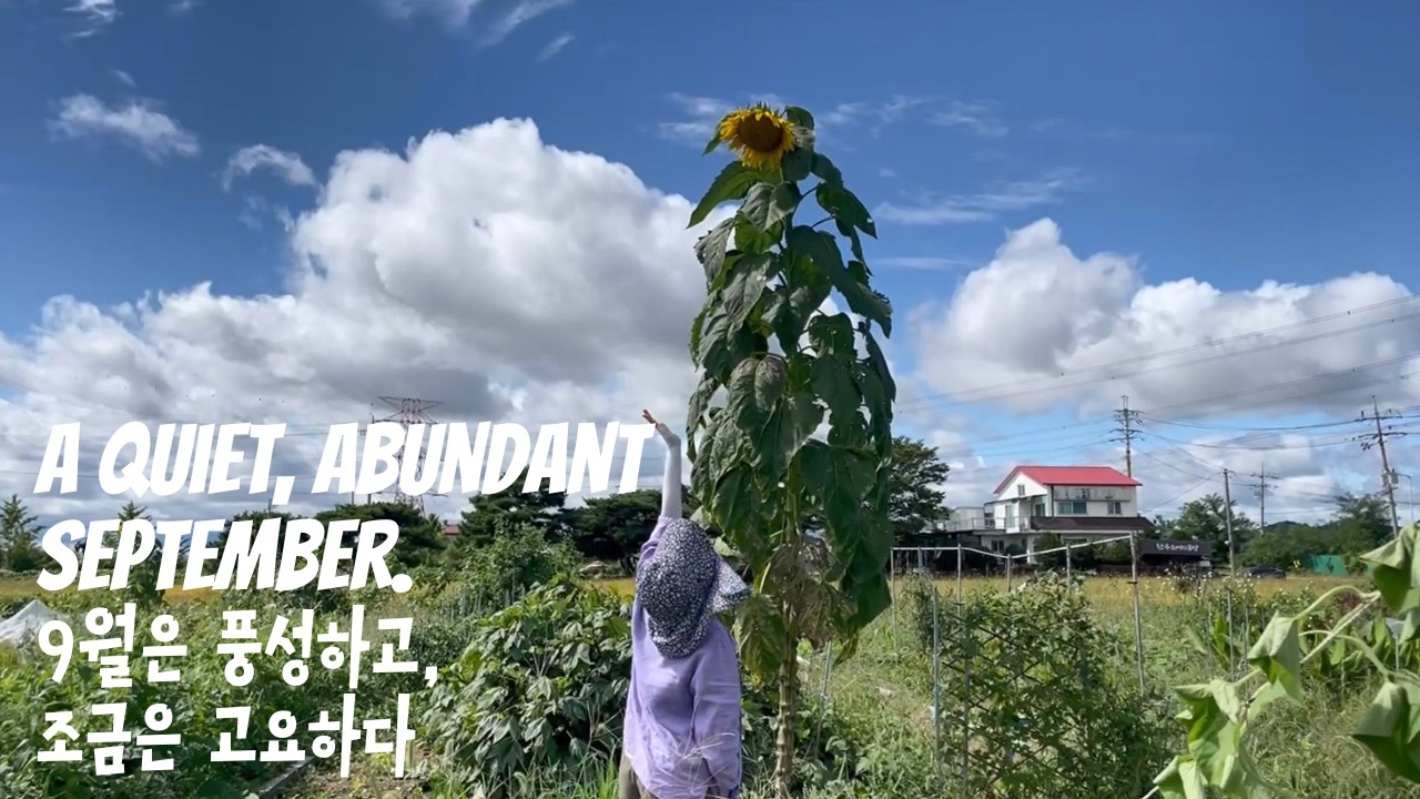 🌾9월은 풍성하고, 조금은 고요하다 | 텃밭 일기 #4