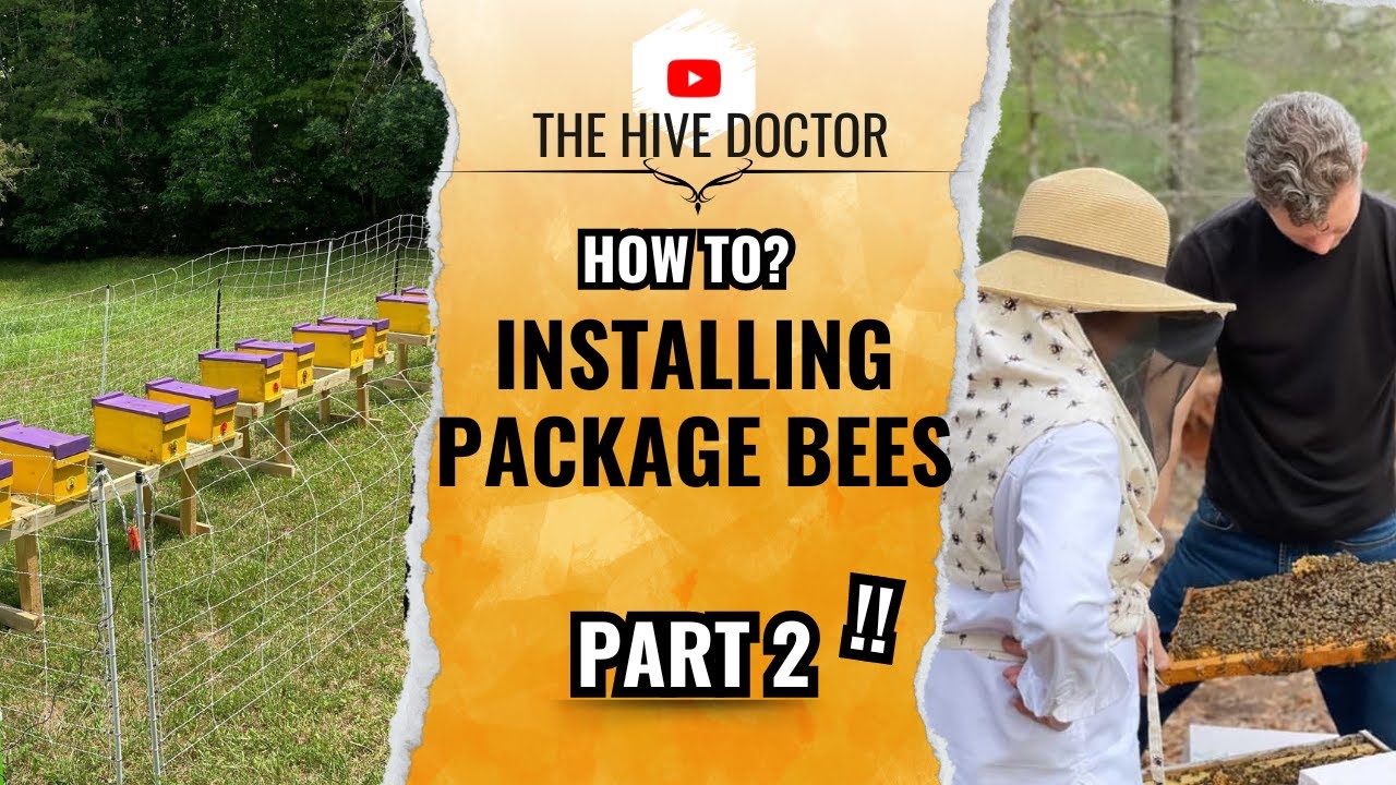 Package Bee Installation Part 2//Installing your Package Bees//How to install your Package Bees
