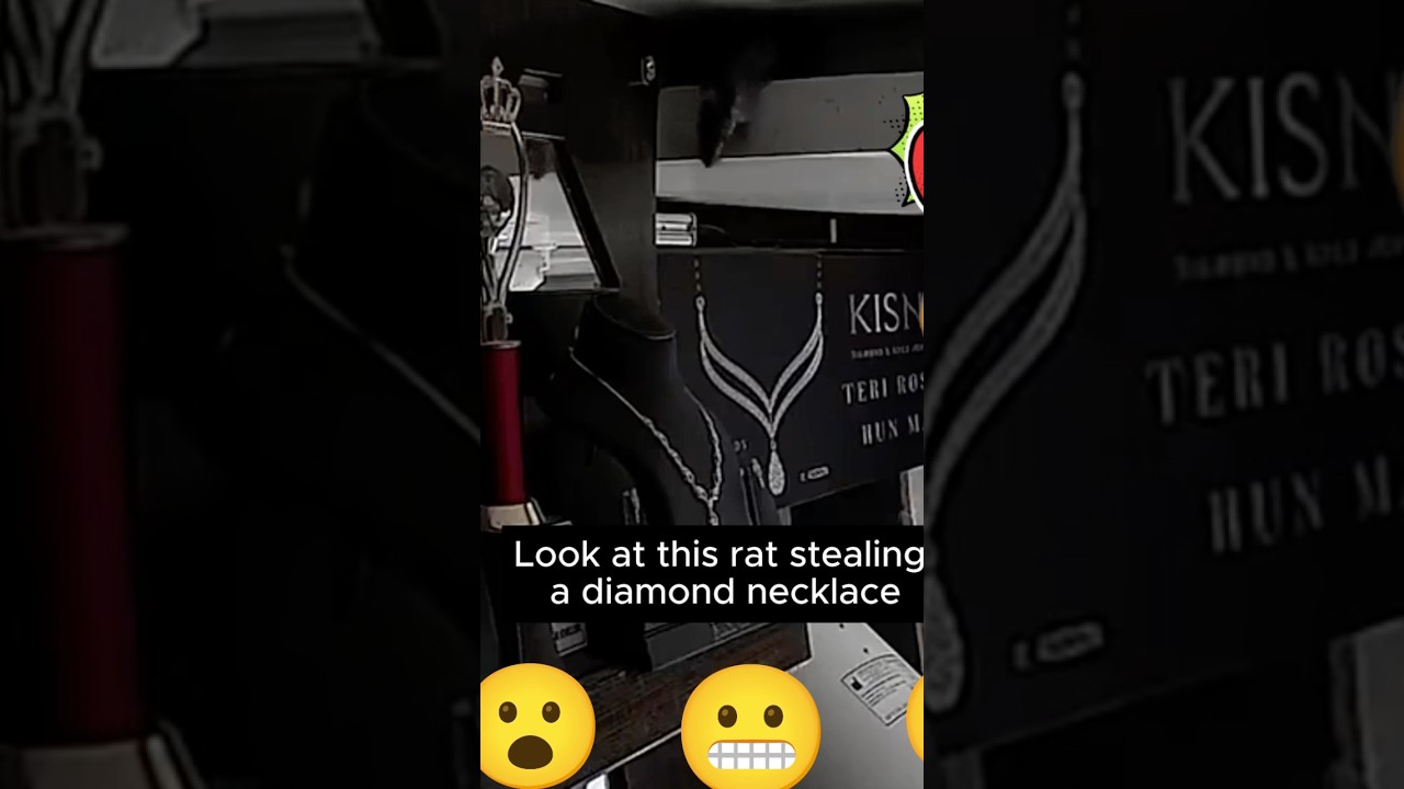 Rat Steals Diamond Necklace From Pawn Shop! 🐀💎 #RatHeist #diamond  #caught #theft
