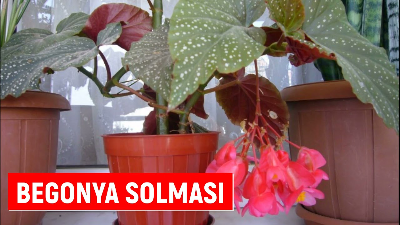 Begonya Neden Çiçek Açmaz, Neden Yaprak Döker