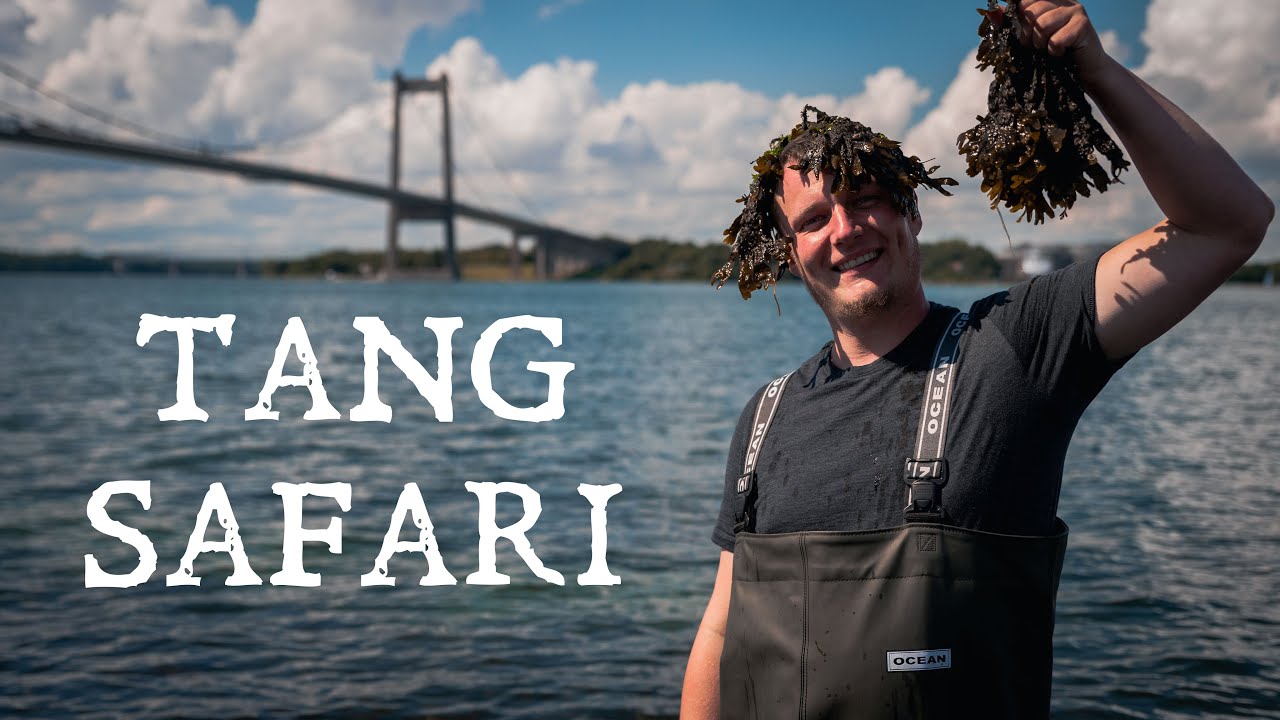 Bliv klogere på tang // Høst havets sunde råvarer // Naturformidling, dansk naturfilm