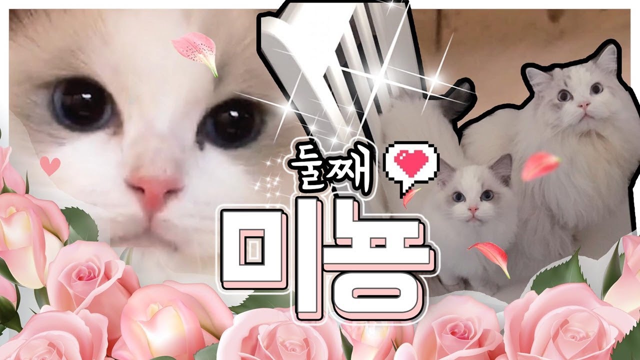 새 가족 애기고양이 미뇽!!둘째 렉돌 미뇽이를 본 첫째 츄의 귀여운 반응