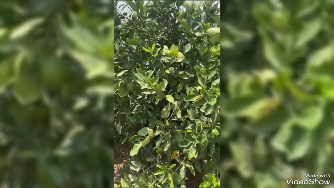 ببلاش مزرعة نموذجية 200 فدان على طريق مصر الإسكندرية الصحراوي مباشرة بواجهه كيلو وبثلثين الثمن فقط 