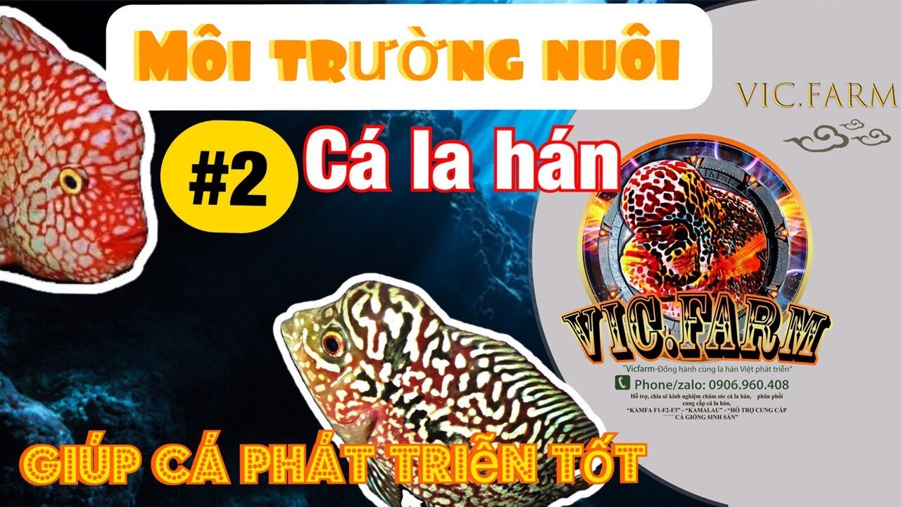MÔI TRƯỜNG NUÔI PHÙ HỢP CHO CÁ LA HÁN | PHẦN 2 | FLOWERHORN | CÁ LA HÁN |#2