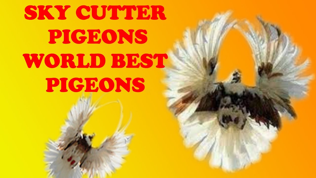 Sky cutter pigeon   Ukrainian sky cutter  polish orlik pigeon