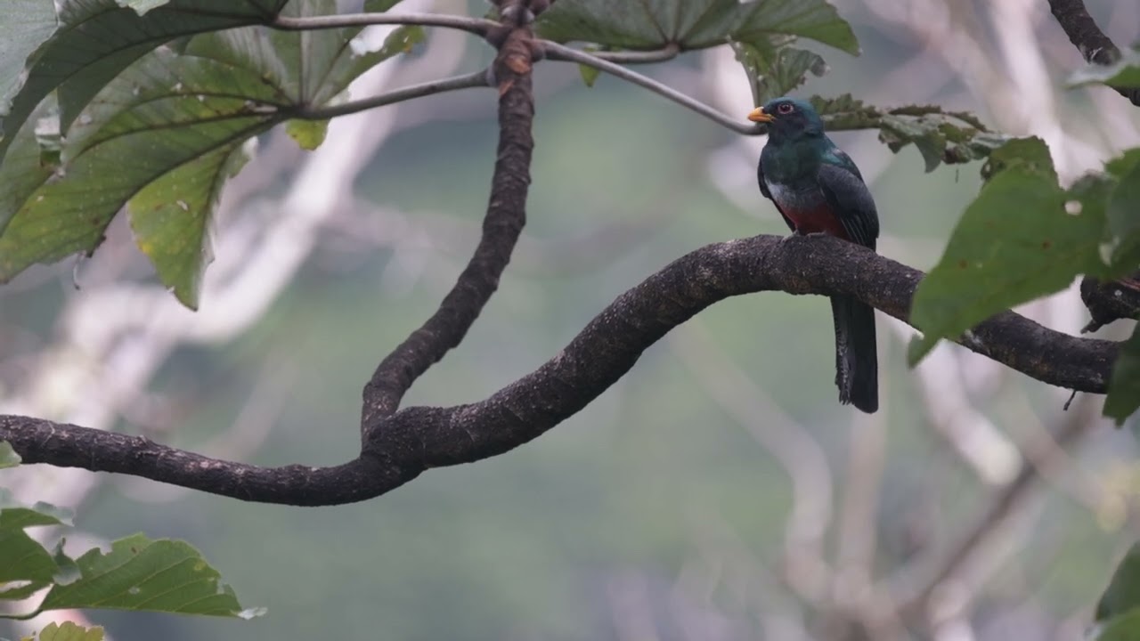Black-tailed Trogon, Trogon melanurus, Sadiri Lodge, Madidi N.P.