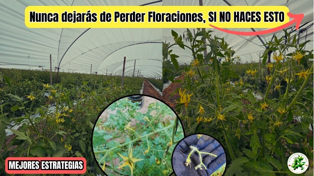 ARMA SECRETA para evitar la PÉRDIDA DE FLORACIÓN en Cultivos de Tomates en 2026