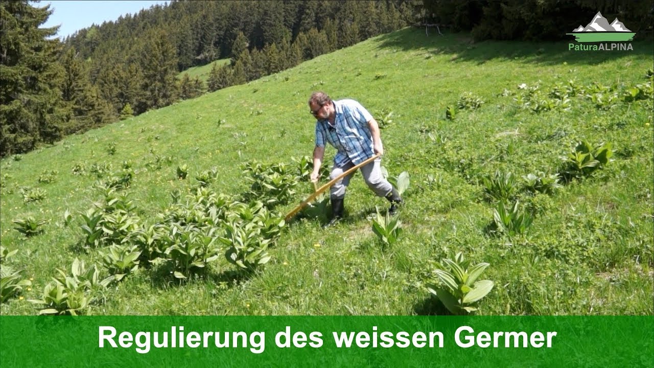 Regulierung des Weissen Germer (Veratrum album)
