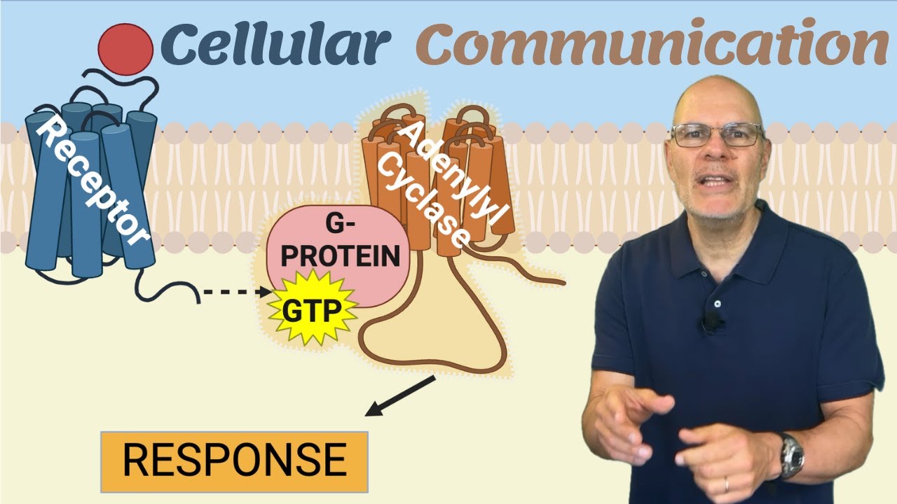 Cellular Communication Explained (in Rap!) for AP Bio