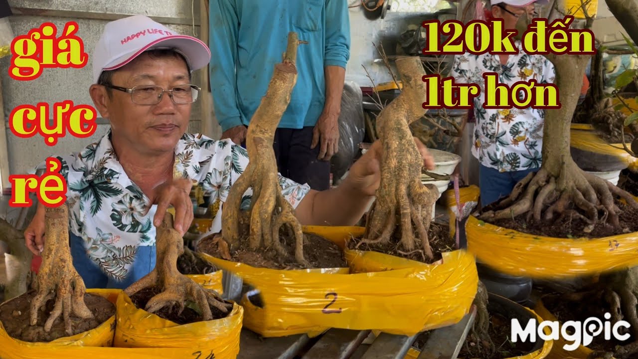 Mười kiểng Zalo 💥 0766920780💥 Gl lô Mai vàng,tứ quý mini giá cực rẻ tại ĐT 