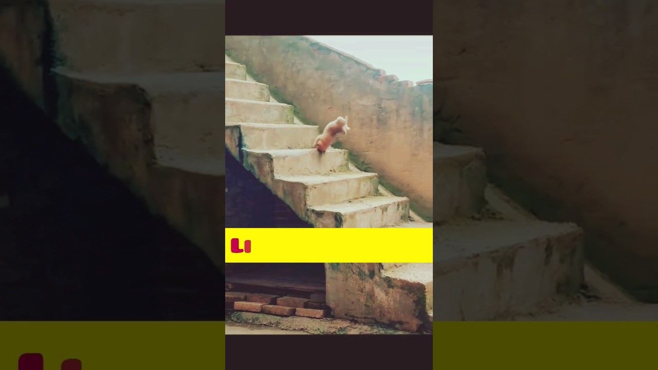 Cute Puppy Fell Down The Stairs #viral #shorts